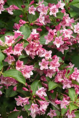 ağaç üzerinde çiçek