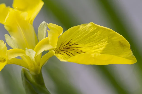 Iris w ogrodzie — Zdjęcie stockowe