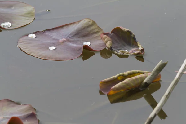 Hojas de nenúfar en el lago — Foto de Stock