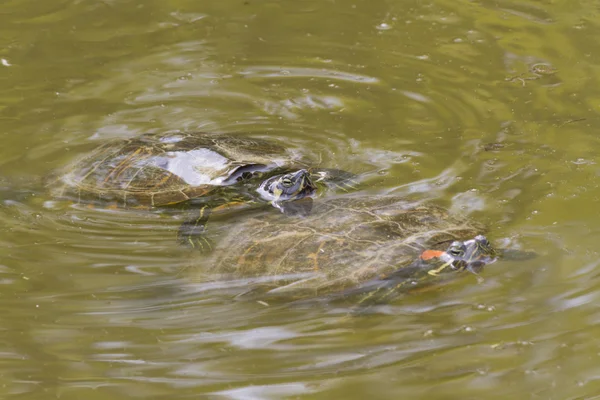 Tortue sur le lac — Photo