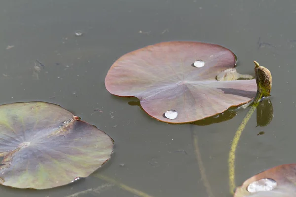 Blätter der Seerose auf dem See — Stockfoto