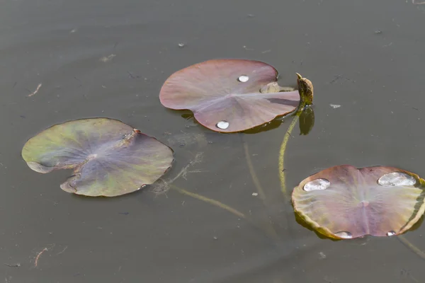 Листья водянистой лилии на озере — стоковое фото