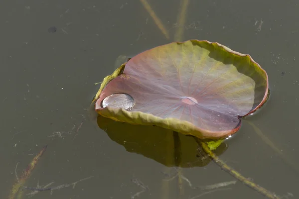 Leaves of waterlily on lake — Stock Photo, Image