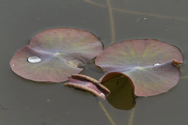 Bladen av näckros på sjön — Stockfoto