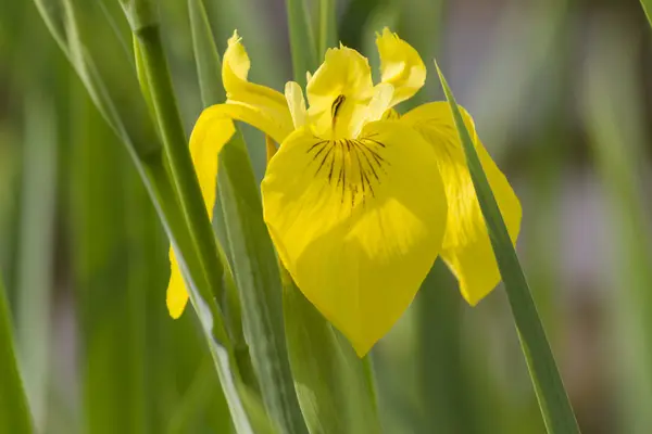 Iris im Garten — Stockfoto