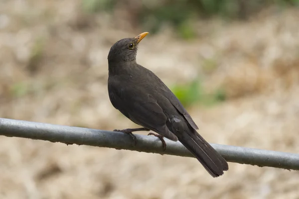 Pássaro negro na árvore — Fotografia de Stock