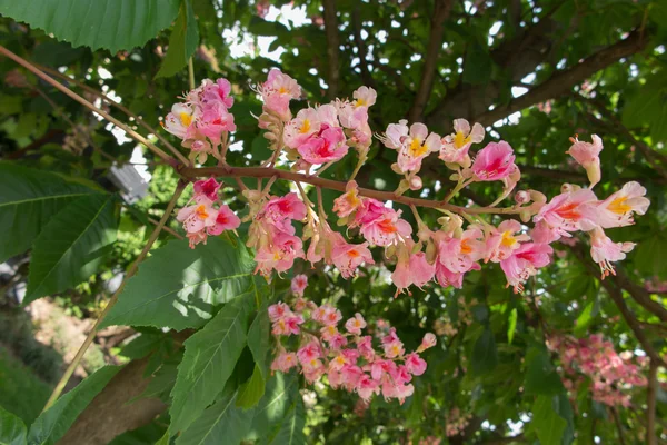 Flower on tree — Stock Photo, Image