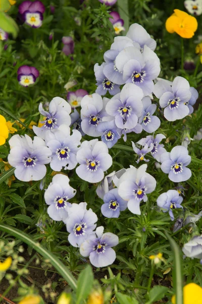 Violeta no jardim — Fotografia de Stock