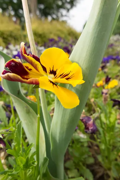 Veilchen im Garten — Stockfoto