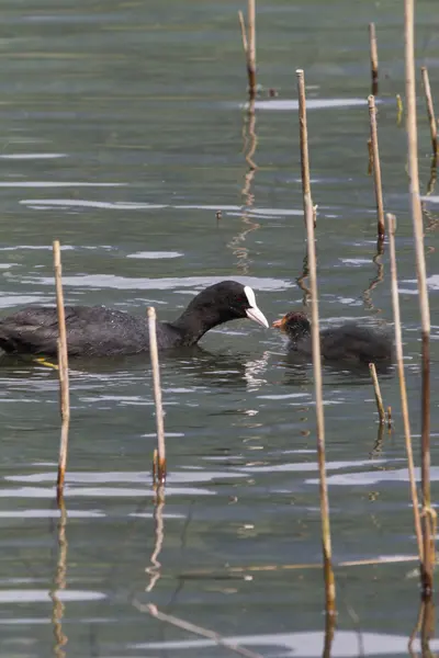 Enten auf dem See — Stockfoto