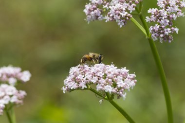 kır çiçeği üzerinde yaban arısı