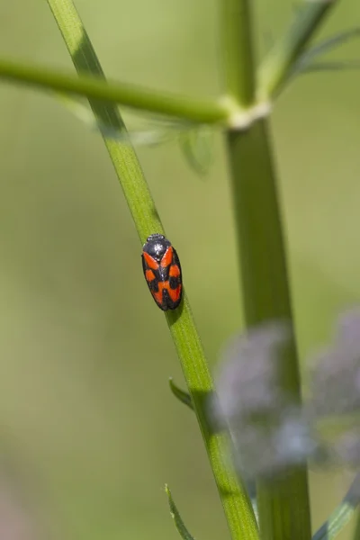 Lieveheersbeestje in de weide — Stockfoto