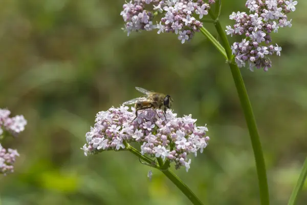 Wasp on wildflower — Stock Photo, Image