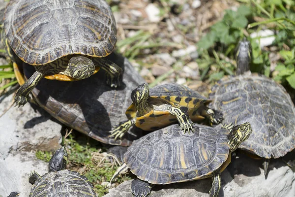 Schildkröte auf See — Stockfoto