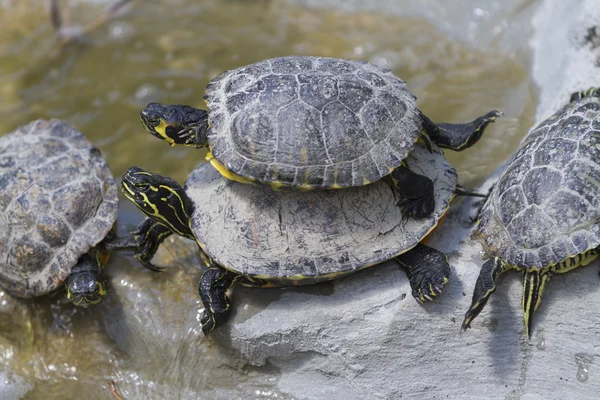 Tortoise op meer — Stockfoto