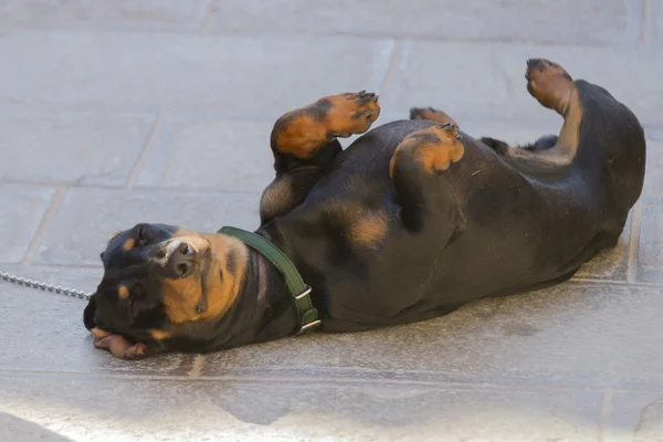 Fun dog sleeps on his back on the road Stock Picture
