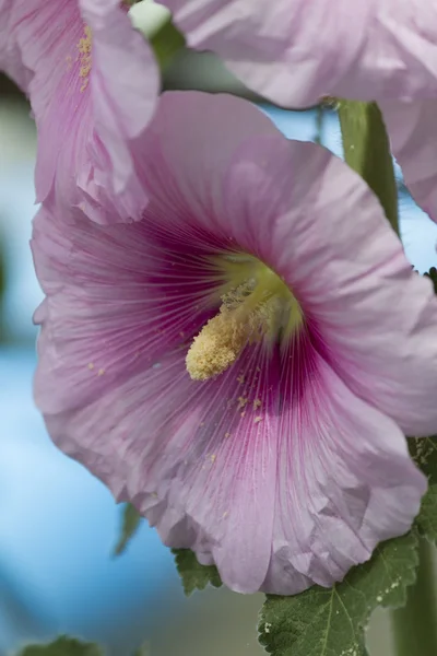 Hibiscus in the garden — Stock Photo, Image