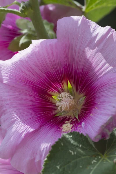 Hibisco no jardim — Fotografia de Stock