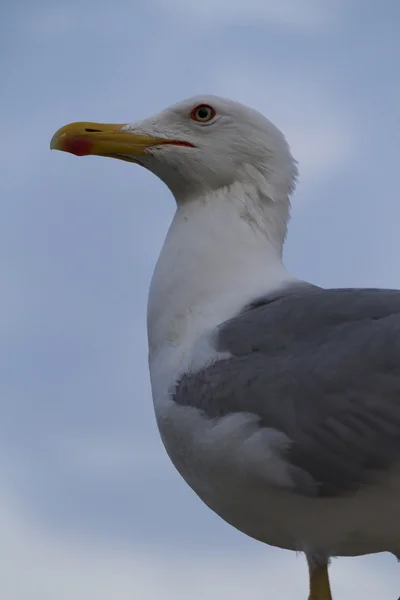 Seagull som poserar för fotograf — Stockfoto