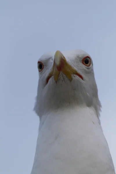 Möwe posiert für den Fotografen — Stockfoto