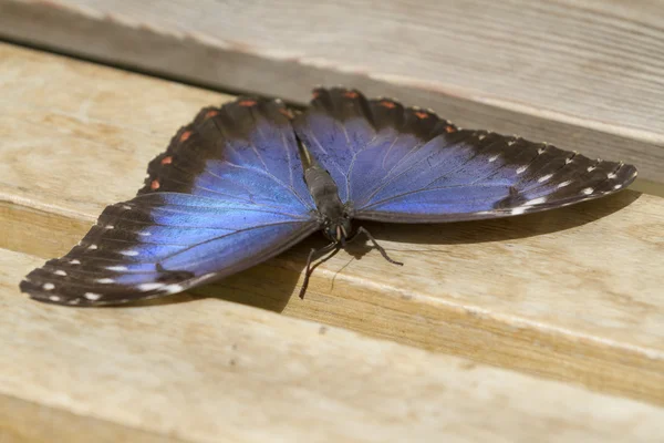 Papillon sur banc — Photo