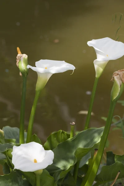 Calla lily  in the garden — Stock Photo, Image