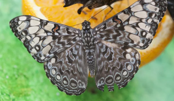 Schmetterling auf Obst — Stockfoto