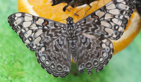 Butterffly on fruit — Stock Photo, Image