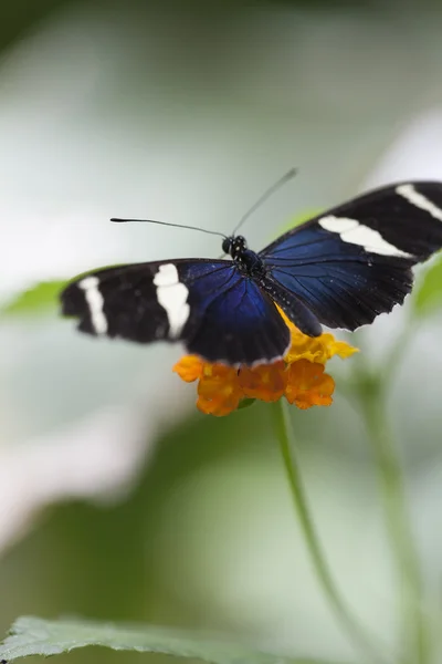 Papillon sur la fleur — Photo