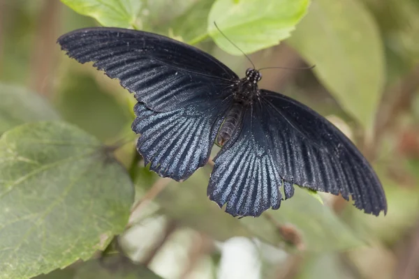 Borboleta na flor — Fotografia de Stock