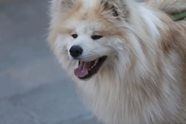 Söt hund — Stockfoto