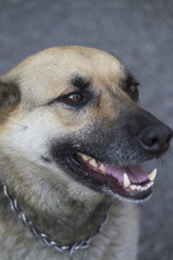 Alman sheperd köpek