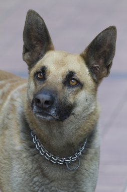 Alman sheperd köpek