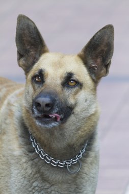 Alman sheperd köpek