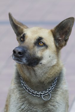 Alman sheperd köpek