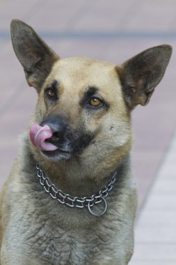 Alman sheperd köpek