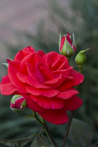 Rosor i trädgården — Stockfoto