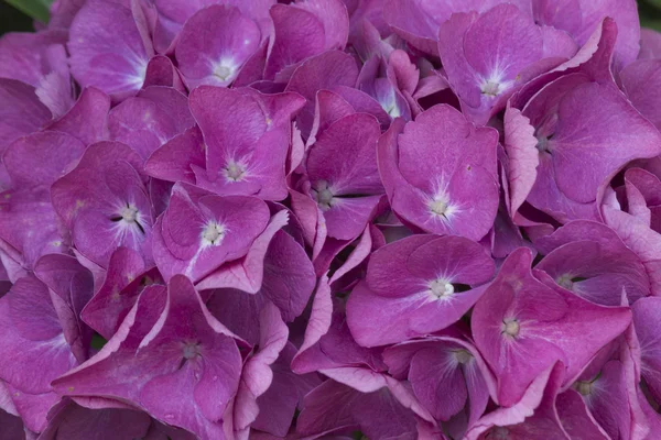 Hortensia in de tuin — Stockfoto