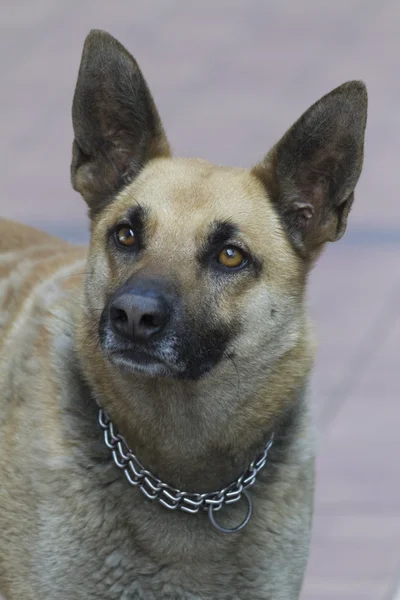 Alman sheperd köpek