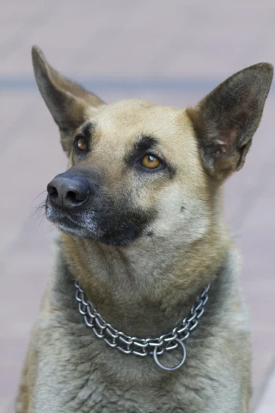 Alman sheperd köpek