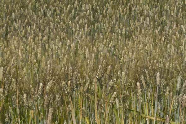 Campo di spighe di grano — Foto Stock