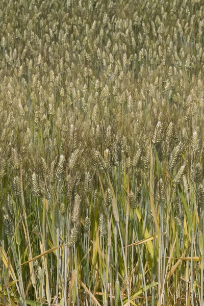 Campo de espigas de milho — Fotografia de Stock