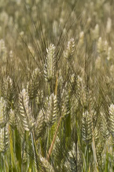 Campo de espigas de milho — Fotografia de Stock