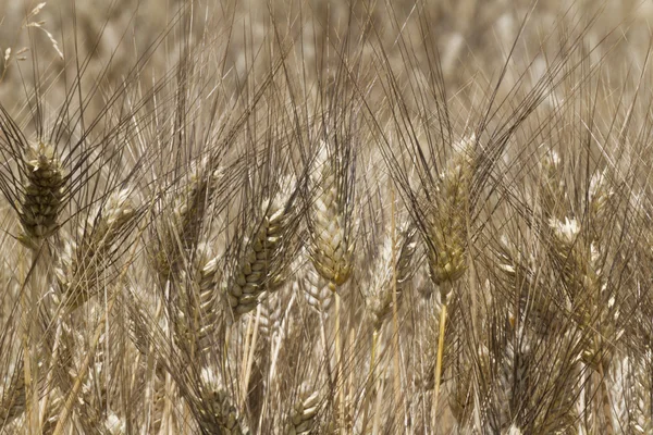 Campo de espigas de trigo — Fotografia de Stock