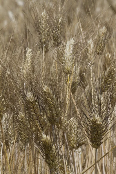 Campo de espigas de trigo — Fotografia de Stock
