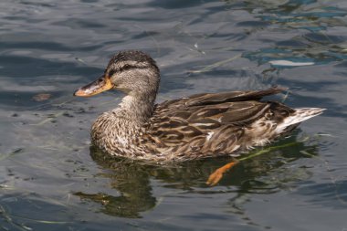 Göl üzerinde ördek