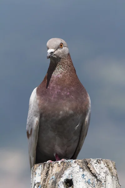Pigeon sur le lac — Photo