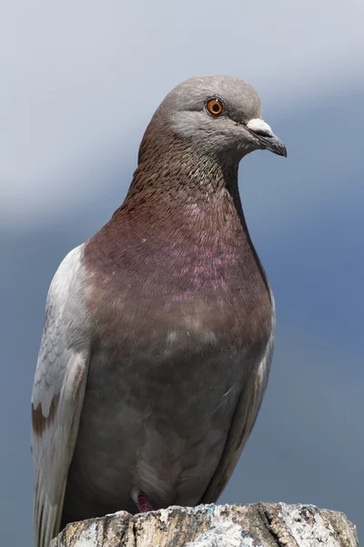 Pigeon on lake — Stock Photo, Image