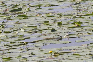 Nilüfer Göle, yaprak