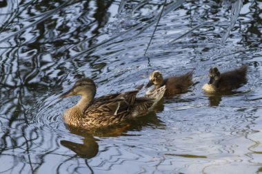 ördek ve göl kenarında ördek yavrusu